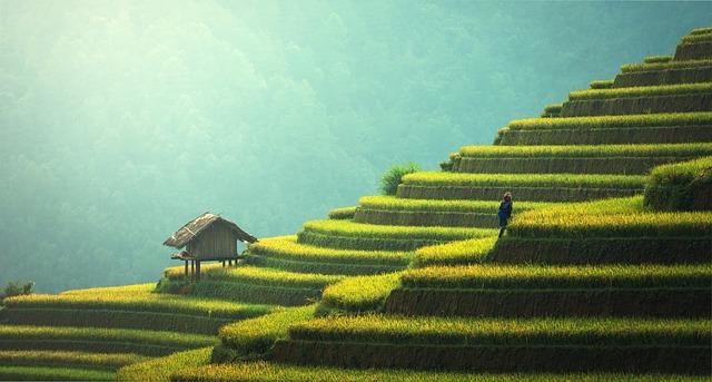 Beautiful Green agricultural landscape